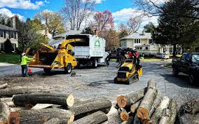 Professional Tree Care in Grant, MI